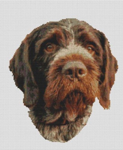 (image for) German Wirehaired Pointer